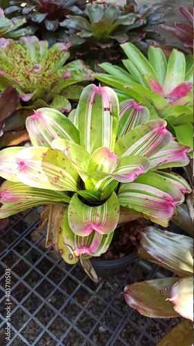 pink and yellow Bromeliad