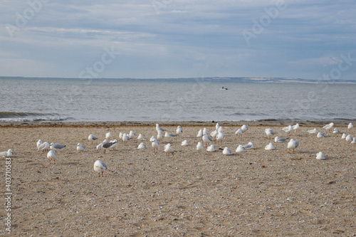 seagulls on the beach