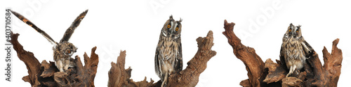 Collage with photos of beautiful eagle owl on white background. Banner design