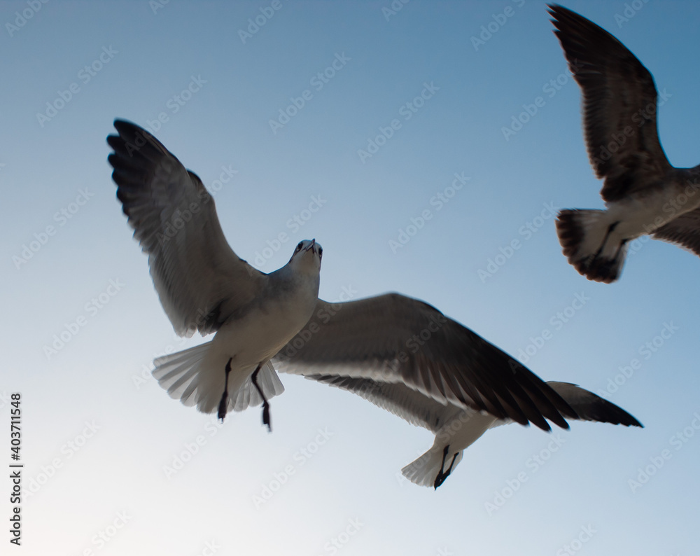 Obraz premium Gaviota posando en el cielo con sus alas extendidas