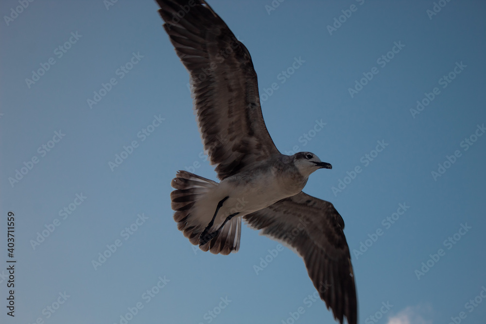 Obraz premium Una gaviota volando en el cielo con sus alas extendidas