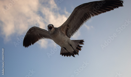 Gaviota volando en el cielo con alas extendidas y pico abierto