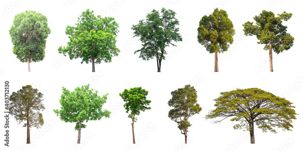 Isolated trees collection on white background Isolated trees collection on white background