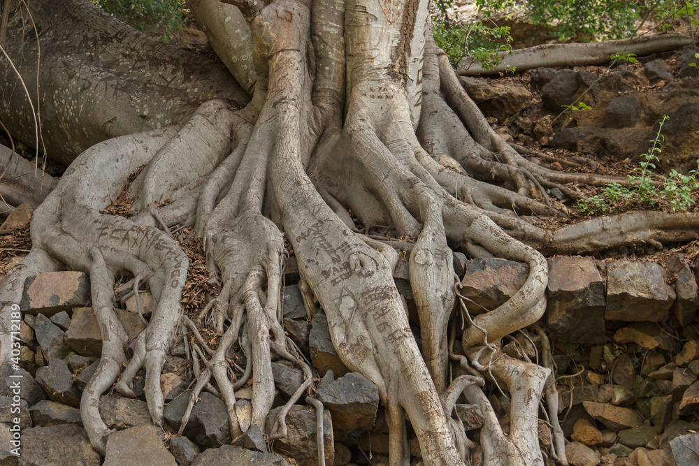 Tree Root Tree Root