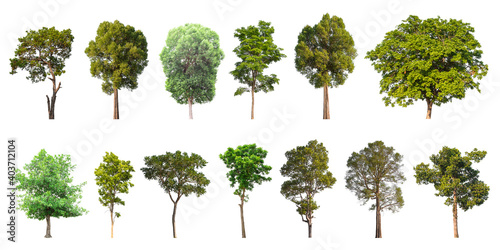 Isolated trees collection on white background