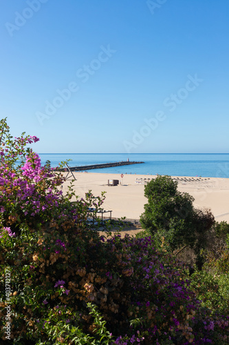 Beach and flowers in summer. View of the Praia da Rocha beach, Portimão, Algarve, Portugal