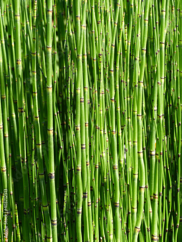 Horsetail Close-up, Picture-filling For Wallpaper Or Background