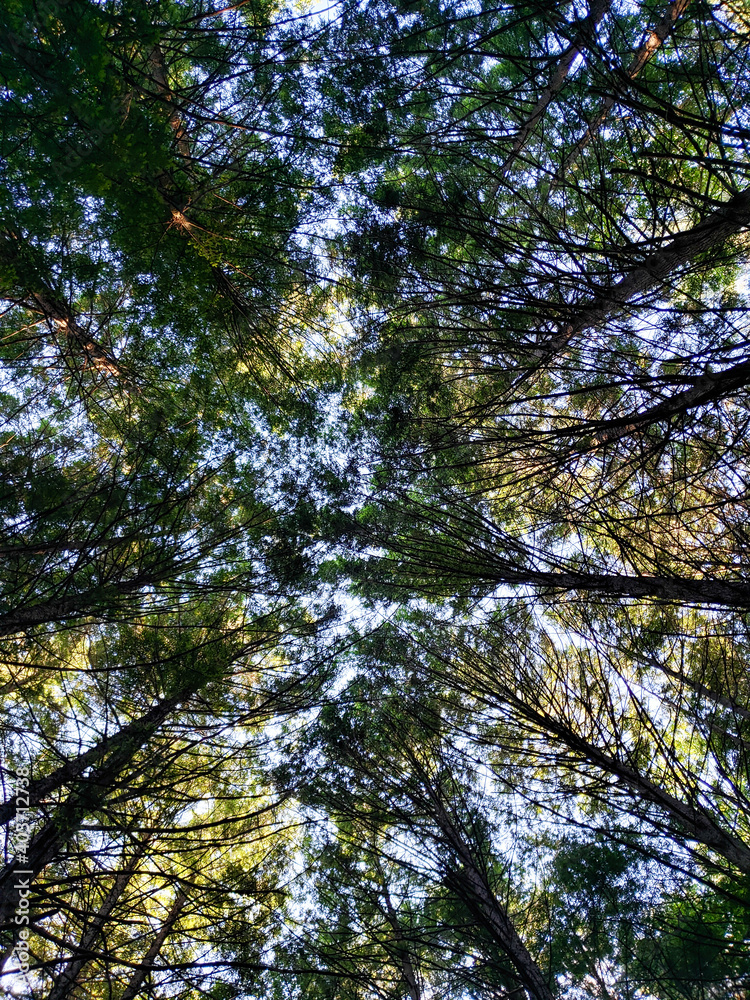 Fototapeta premium trees and sky