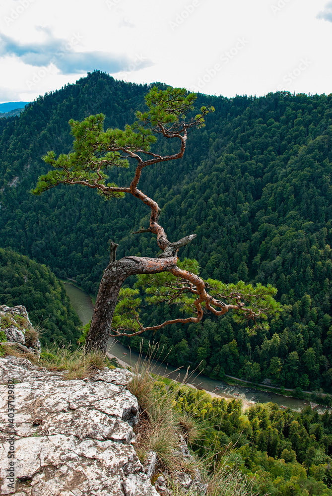 Relict pine and the Dunajec River Gorge - view from the top of Sokolica ...