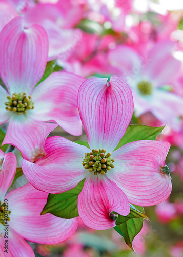 Pink Dogwood flower close up