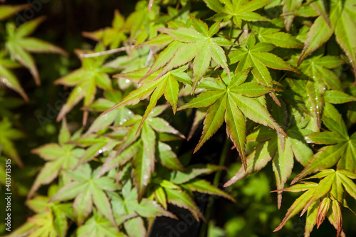Green maple leaf.  three maple leaves have changed color in fall.