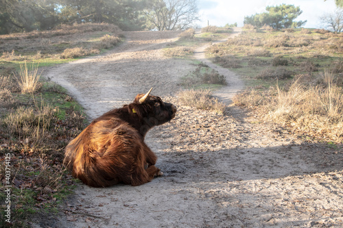 Konstfotografi Brown Scottish Highlander ruminating in the forest in the Netherlands region of Nieuw Bergen, province of Limburg