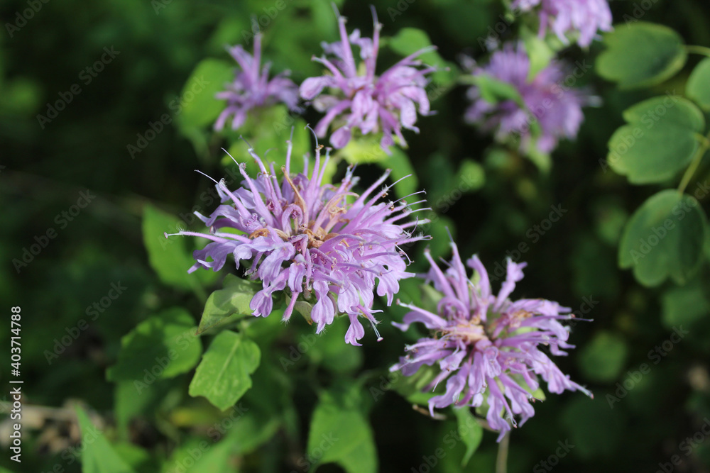Many wild bergamot blooms at Miami in Morton Grove, Illinois Many wild bergamot blooms at Miami in Morton Grove, Illinois