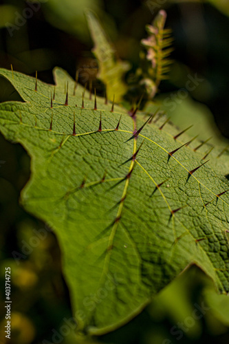 thorny leaf