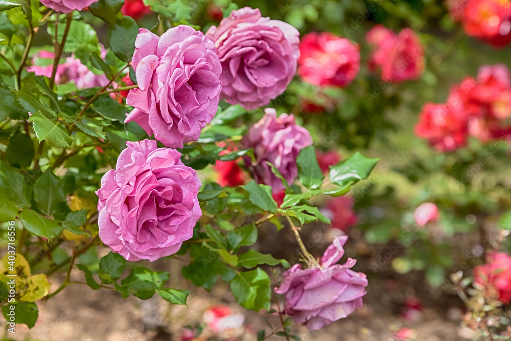 beautiful pink roses in a garden.