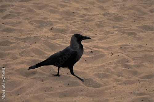crow on the beach