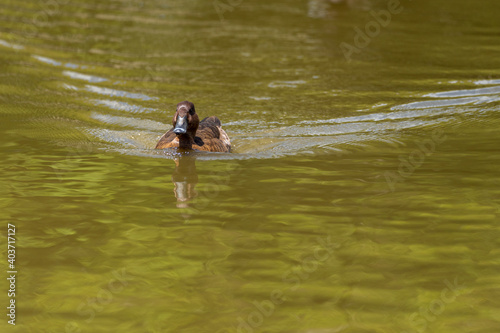 Hardhead duck swimming the water