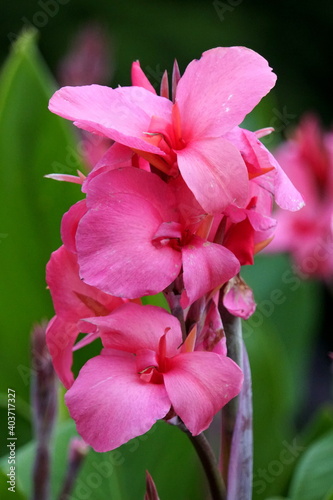 Beautiful pink Canna 'Aphrodite', a perennial bareroot plant