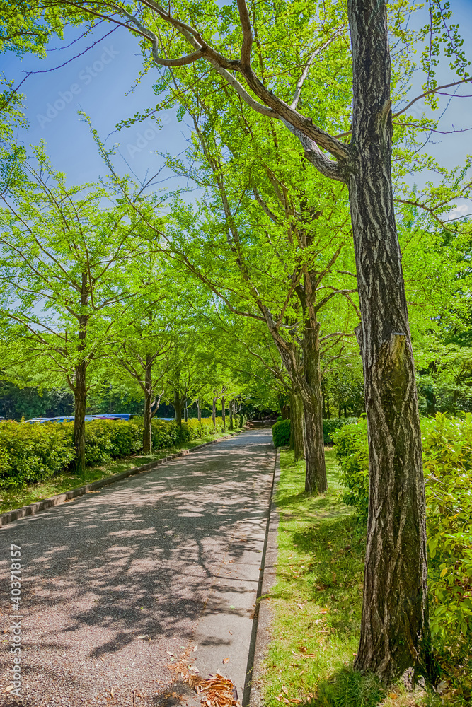 Roadside green ginkgo tree in Japan
