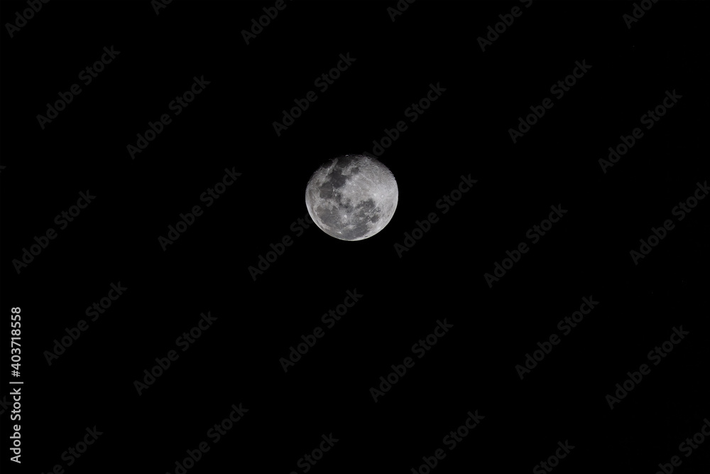 LUNA IN SELVA LUNA IN SELVA