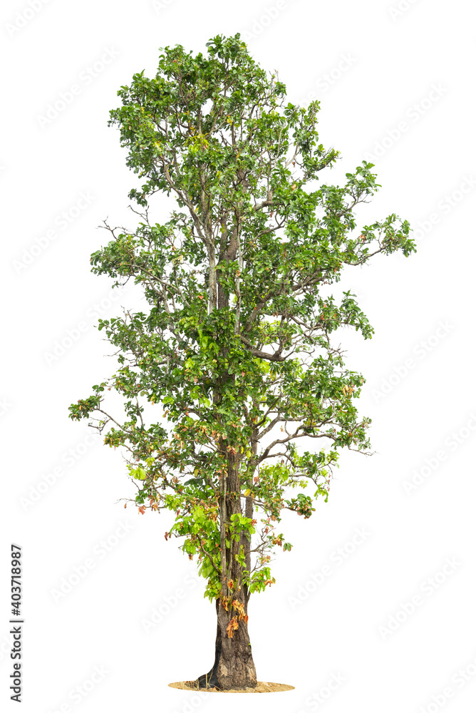 Trees isolated on white background, tropical trees isolated used for design, advertising and architecture. Trees isolated on white background, tropical trees isolated used for design, advertising and architecture.