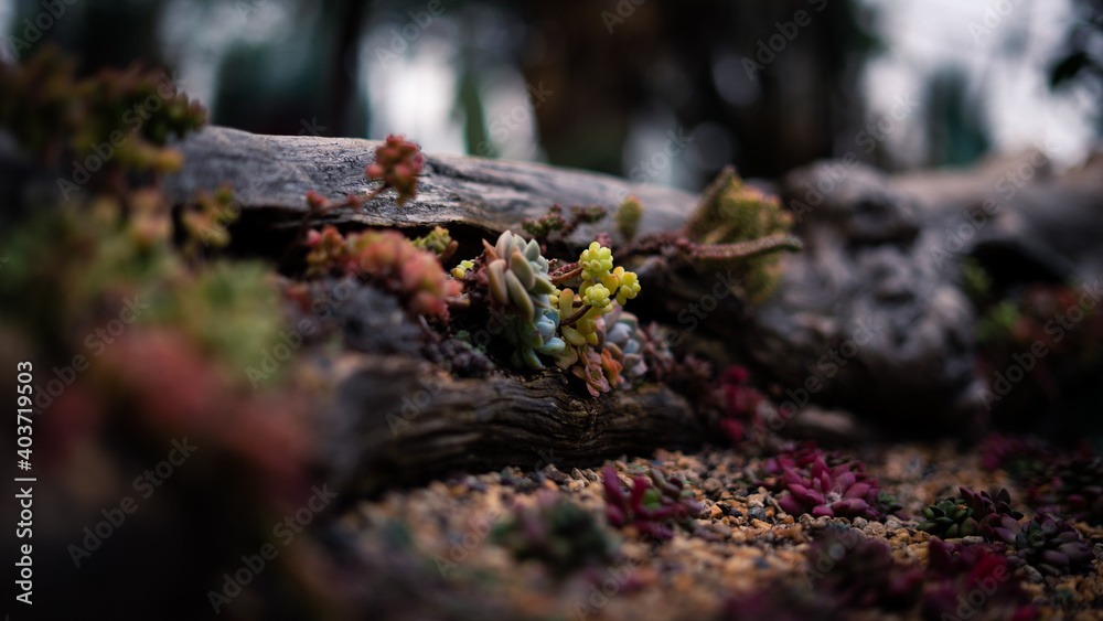 beautiful wallpaper background plants and flowers and cactuses, relaxing, vibrant beautiful wallpaper background plants and flowers and cactuses, relaxing, vibrant