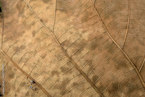 Brown Teak leaf close up