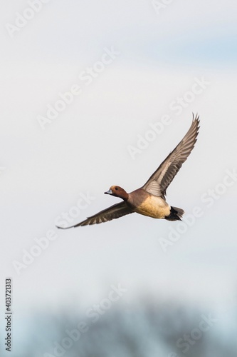 Eurasian Wigeon, Wigeon duck, Mareca penelope male in flight