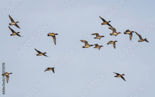 Eurasian Wigeon, Mareca penelope birds in flight in sky