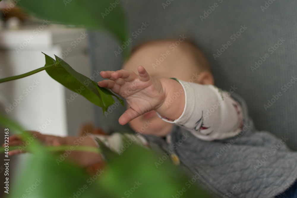 6 month old baby siting in chair reaching towards a leaf on a house plant