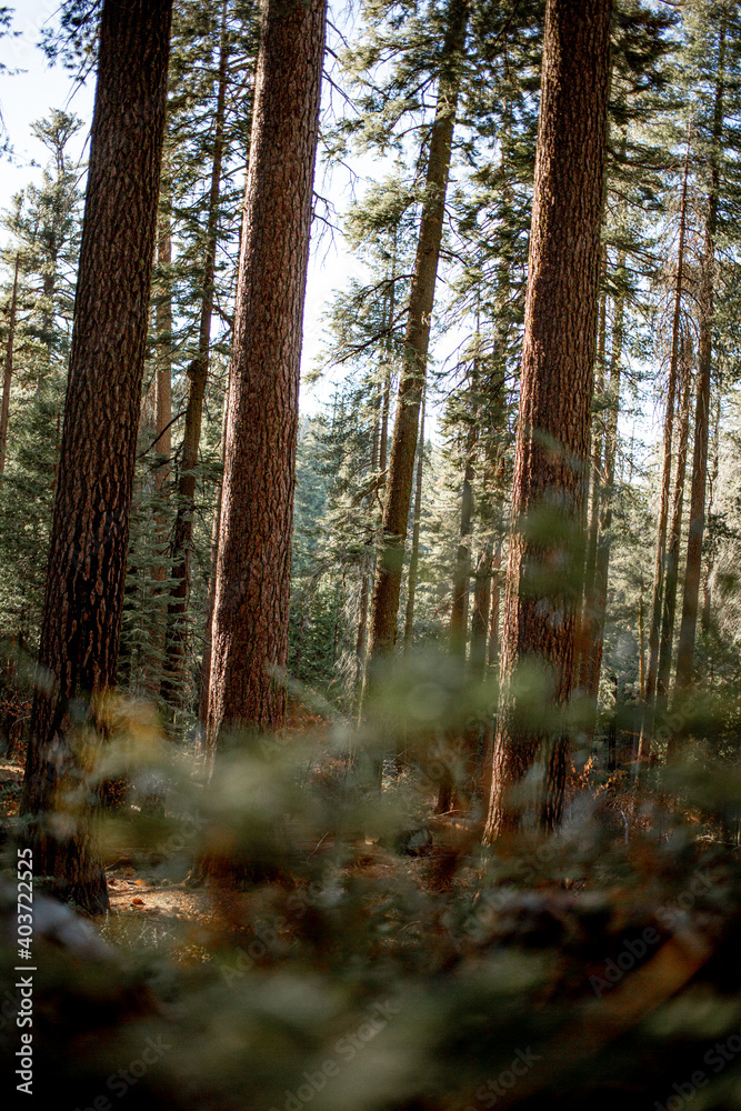 Obraz premium Mariposa Sequoias