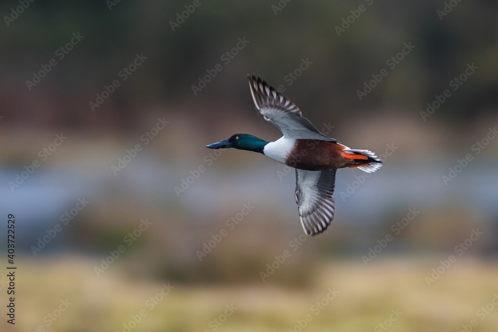 Northern Shoveler, Shoveler, Anas clypeata male in flight in Devon in England, Europe Northern Shoveler, Shoveler, Anas clypeata male in flight in Devon in England, Europe