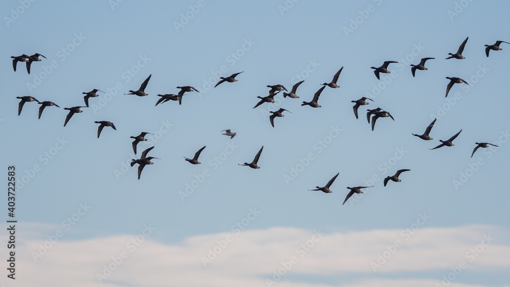 Brent Geese in flight, Brent Goose (Branta bernicla) in Devon in England, Europe Brent Geese in flight, Brent Goose (Branta bernicla) in Devon in England, Europe