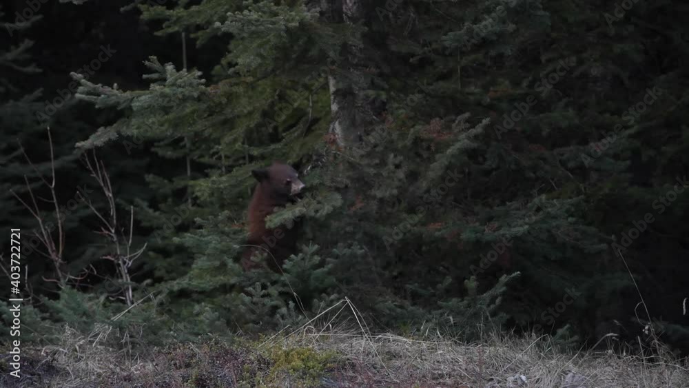 Black bear in the Canadian wilderness Black bear in the Canadian wilderness
