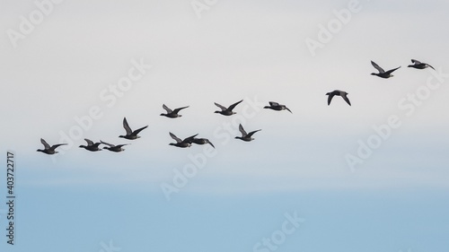 Brent Geese in flight, Brent Goose (Branta bernicla) in Devon in England, Europe