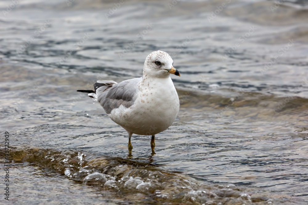 gull standing on shore of Whitefish Lake, Montana gull standing on shore of Whitefish Lake, Montana
