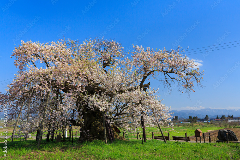 会津美里町　米沢の千歳桜