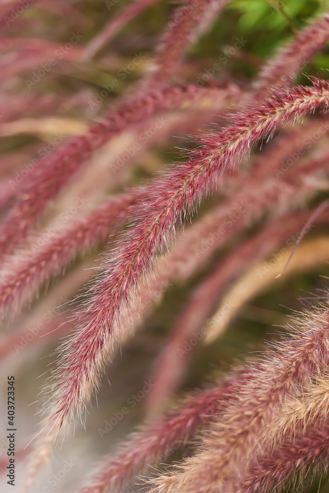 Close-up african fountain flower blooming grass field with blurry background Close-up african fountain flower blooming grass field with blurry background