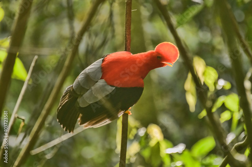 Rare Andean cock of the rock (Rupicola), Jardin, Colombia photo