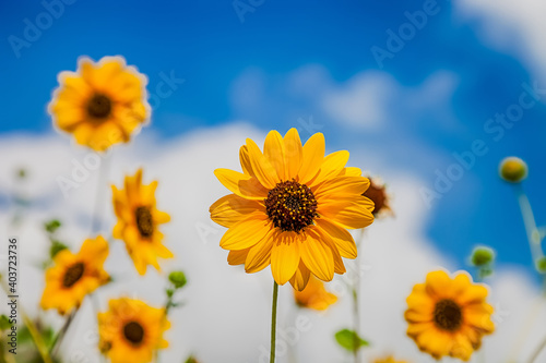 Beautiful Sunflower with background blue sky.