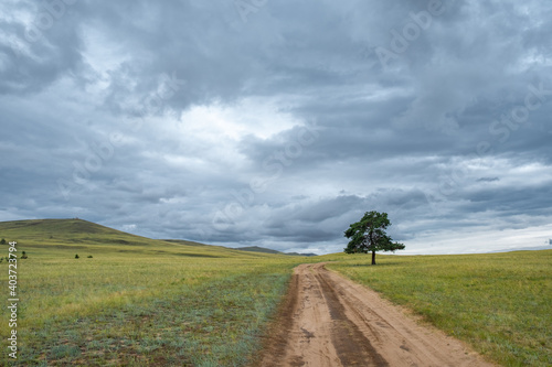 A lonely tree by the road against the backdrop of endless fields and hills on cloudy summer day on Olkhon island  Russia