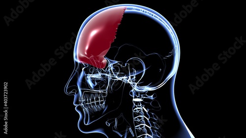 Human Skeleton Skull Frontal Bone Anatomy For Medical Concept
