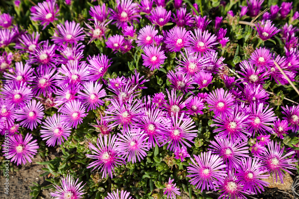 Pink common Purslane flower blooming in garden.,Japan Pink common Purslane flower blooming in garden.,Japan