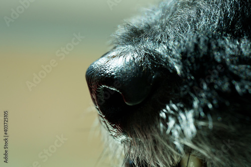 Dog nose macro extreme close up