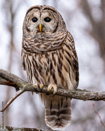 barred owl perched on branch