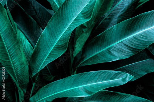 green leaf texture, dark green foliage nature background, tropical leaf