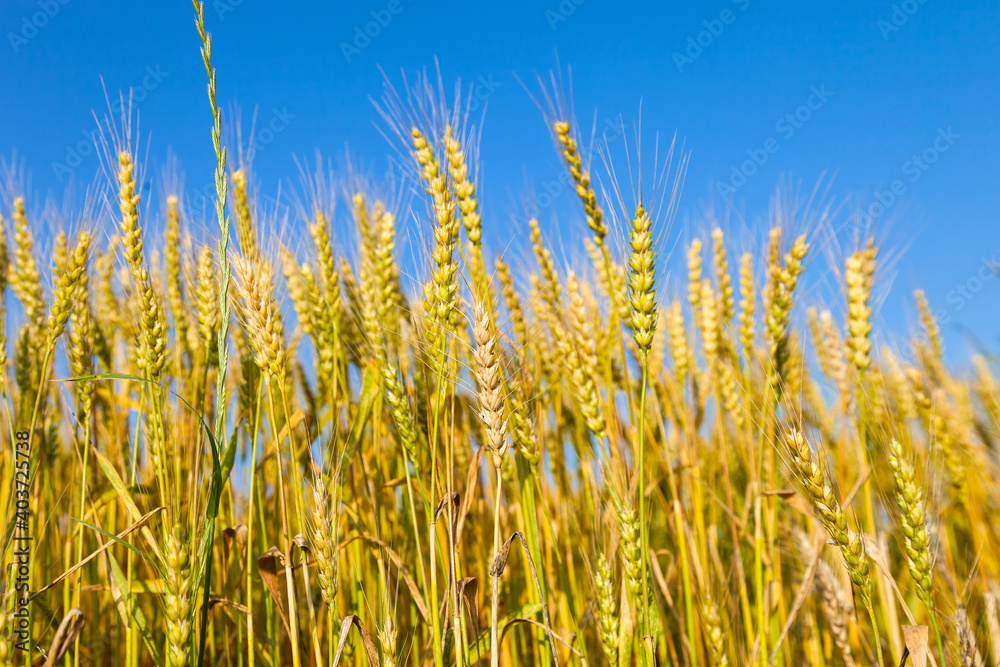 Wheat field with blue sky in background Wheat field with blue sky in background