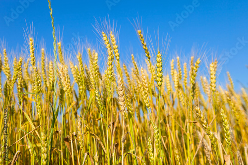 Wheat field with blue sky in background