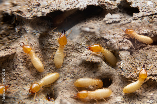 Group of the small termite on decaying timber. The termite on the ground is searching for food to feed the larvae in the cavity.
