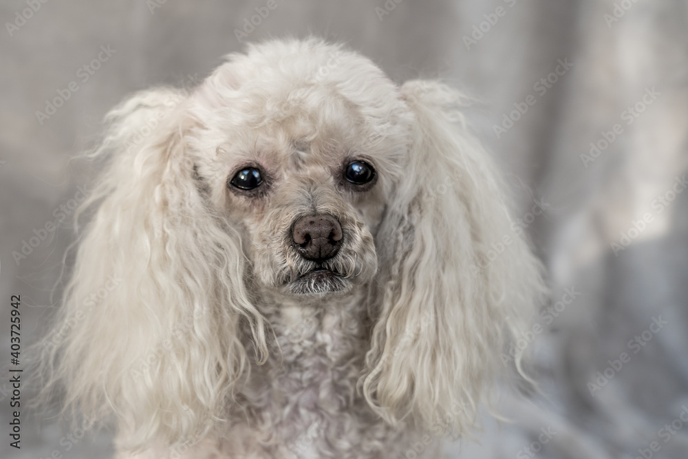Portrait of a beige poodle close-up on a beige blurred background Portrait of a beige poodle close-up on a beige blurred background